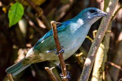 Close-up of bird perching on branch