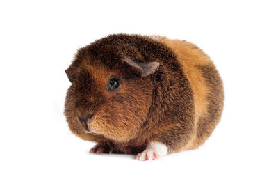 Close-up of a rabbit over white background