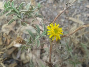 Close-up of yellow flower