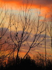 Silhouette bare tree against orange sky