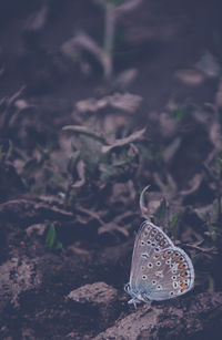 Close-up of butterfly on the ground