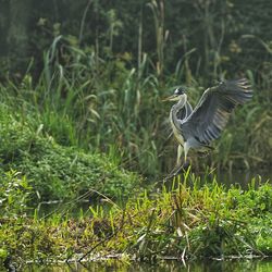 High angle view of gray heron on a land