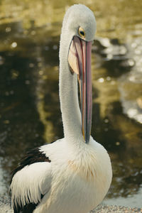 A pelican beside a fish pond.