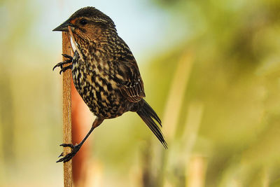 Close-up of bird perching on a tree