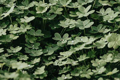 Full frame shot of plants