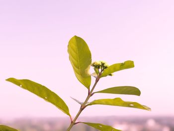 Close-up of insect on plant