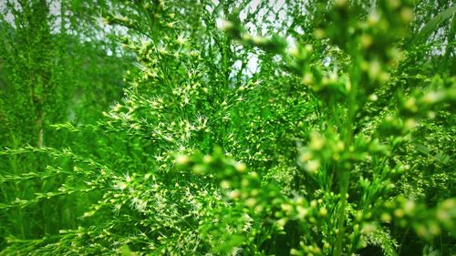 Close-up of fresh green leaves