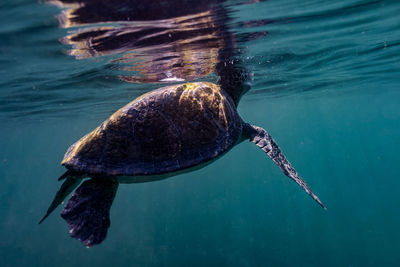 Close-up of turtle swimming in turquoise sea