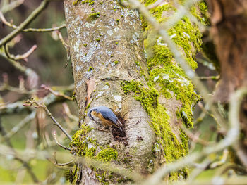 Close-up of bird perching on tree trunk