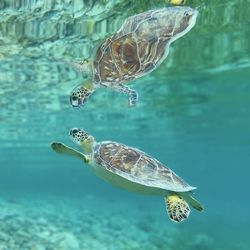 Young green sea turtle with amazing reflection