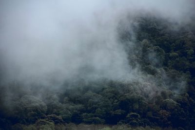 Scenic view of forest during foggy weather