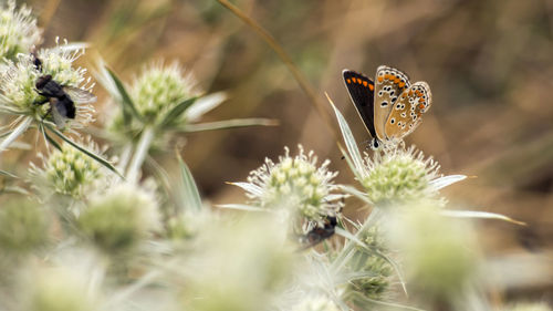 Closeup of a beautiful butterfly sitting still on a dobrogea steppe brier in the summer sunlight.