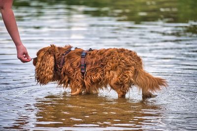 Brown dog with hand in lake