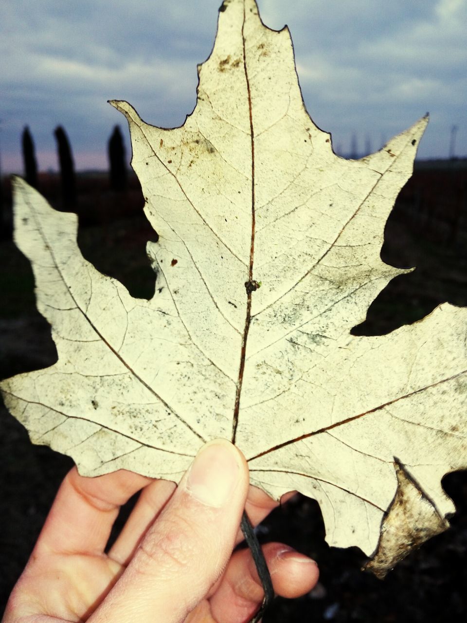 LOW SECTION OF PERSON ON MAPLE LEAF