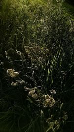 Grass in sunlight