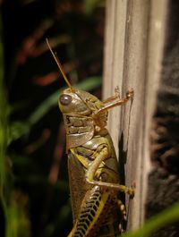 Close-up of insect