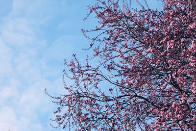 Low angle view of pink blossoms against sky