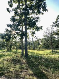 Trees on field against sky