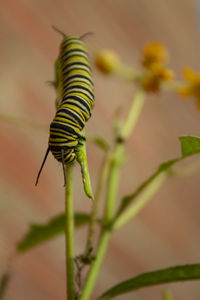 Close-up of insect on leaf