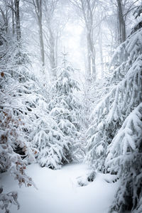 Snow covered trees