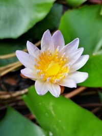 Close-up of purple water lily
