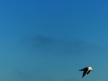 Low angle view of bird flying against clear sky