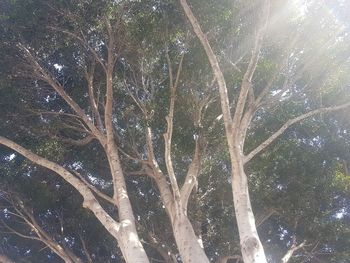 Low angle view of tree against sky