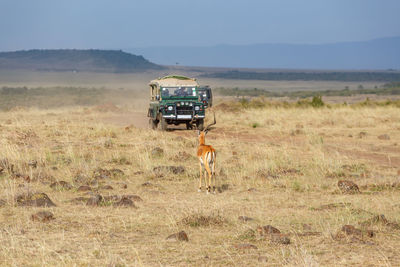 Impala and driving safari cars on the savannah in masai mara, africa