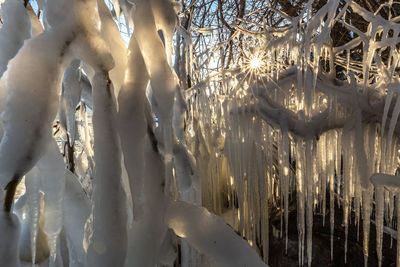 Close-up of icicles on tree during winter