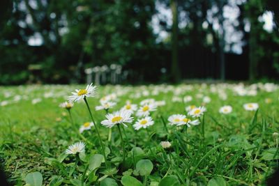 Close-up of white daisy flowers growing on field