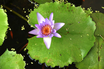 Lotus blooming on water surface and green leaves