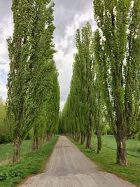 Panoramic view of trees against sky