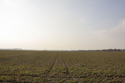 Scenic view of field against sky
