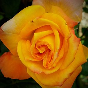 Close-up of yellow rose blooming outdoors