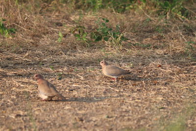 View of birds on field