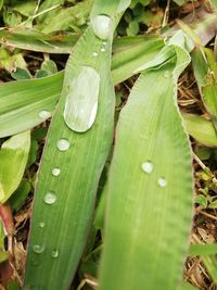 Close-up of raindrops on leaves