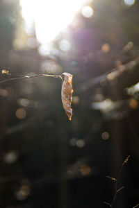 Close-up of spider on web