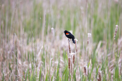 Bird perching on a field