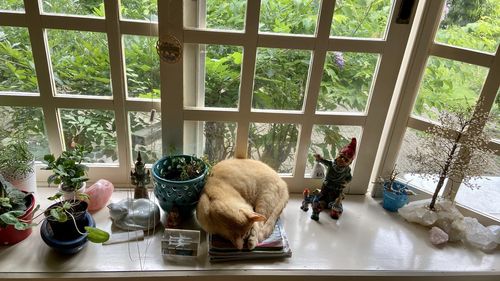 View of an animal on table at home