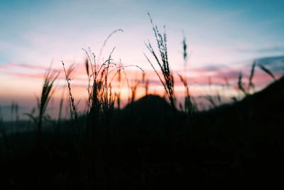 Scenic view of landscape at sunset