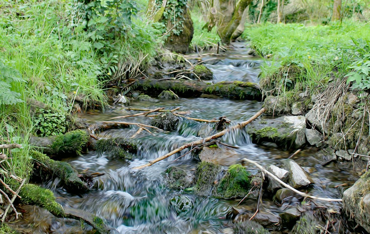 RIVER FLOWING THROUGH FOREST
