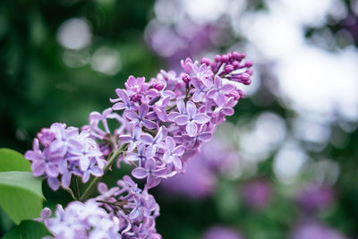 Beautiful partly blossoming lilac syringa in spring with violet flowers.