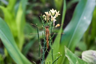 Close-up of insect on plant