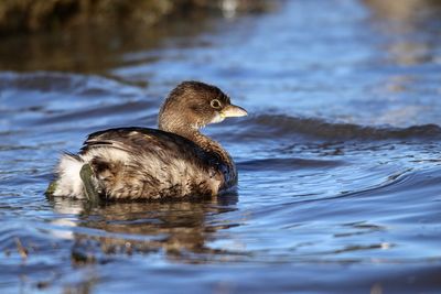 Grebe swimming in lake