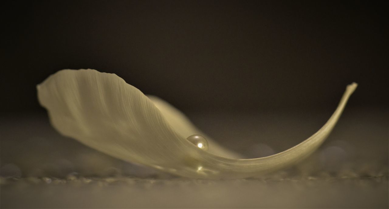 CLOSE-UP OF WATER DROPS ON WHITE BACKGROUND