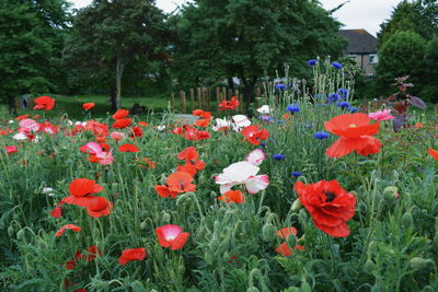 Close-up of poppy flowers blooming on field