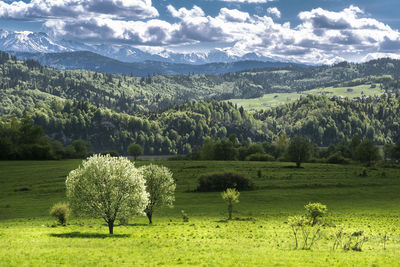 Scenic view of field against sky