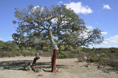 Tree growing on landscape against sky