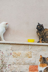 Cat looking away against wall