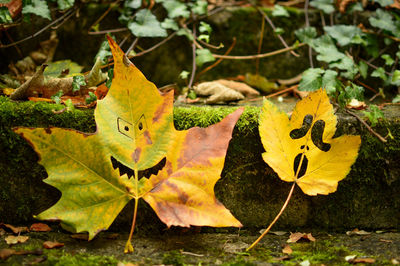 Close-up of yellow autumn leaf